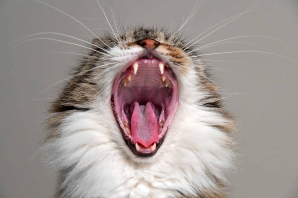 Understanding and managing aggression in cats