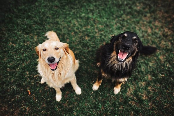 Tips for managing barking in dogs