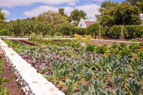Urban farming: starting your own home produce garden